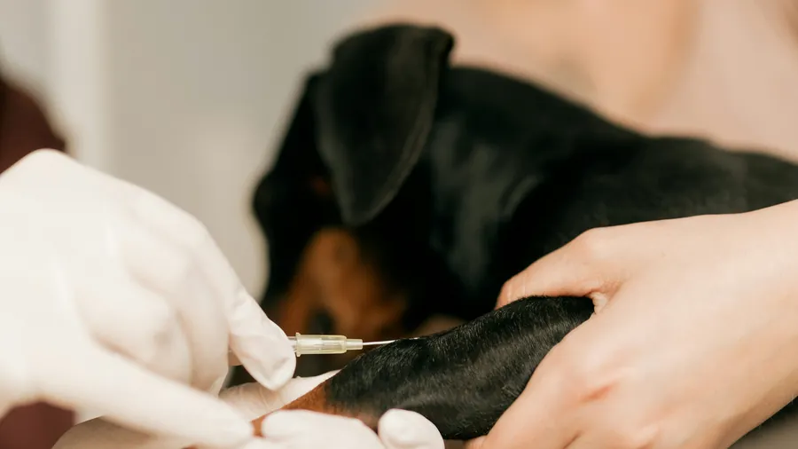 Una veterinaria aplica una vacuna a un perro.